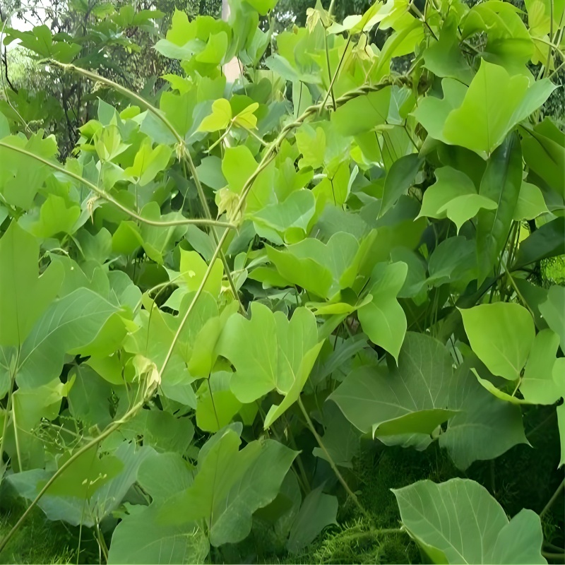 1772010689871635.jpg e06bdda1-e365-44c7-8bae-e27dc07a799d.jpg