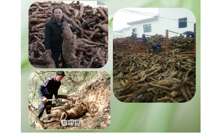 一勺野生葛根粉里的「古今對(duì)話」，從古籍記載到現(xiàn)代餐桌的清涼傳承