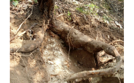 葛根粉：認(rèn)準(zhǔn) 10 年黃金期，拒絕 “年份噱頭”