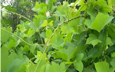 七夕寵妻狂魔就選它！二月風(fēng)雙有機(jī)野生葛根粉，健康又有文化味 