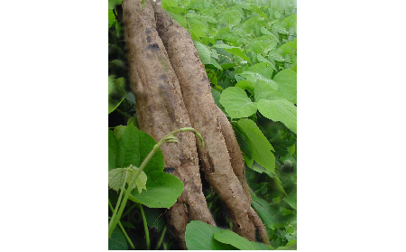 正宗的野生葛根粉，本質(zhì)是淀粉嗎？探秘千年本草中的自然饋贈