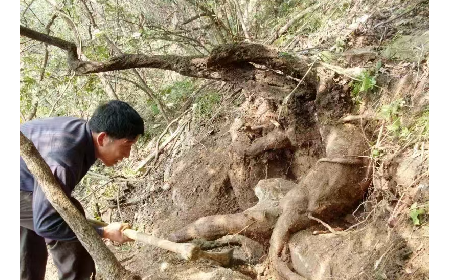 藏在隨州深山里的自然饋禮：二月風(fēng)有機(jī)野生葛根粉，守護(hù)孩子純粹成長