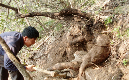 深山藏珍，二月風(fēng)正在大量收購寒冬野生葛根